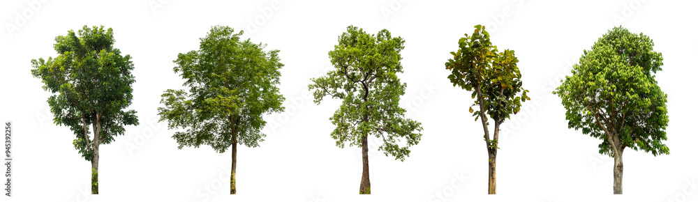 Aufkleber Collection of green trees isolated on transparent background. for easy selection of designs..