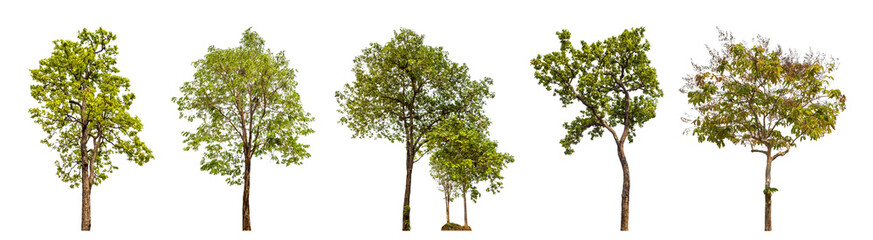 Collection of trees isolated on transparent background. for easy selection of designs..