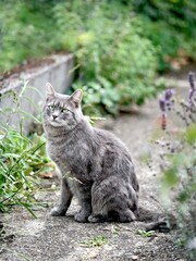 Cute cat sunbathing in the garden. Vertical image.