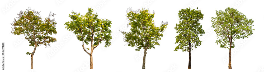 Aufkleber Collection of green trees isolated on transparent background. for easy selection of designs..