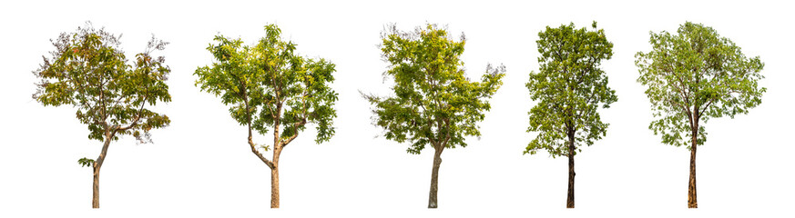 Collection of green trees isolated on transparent background. for easy selection of designs..
