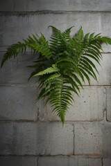 fern leaves on the wall