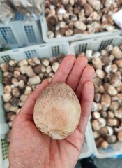 hand holding Rice straw mushrooms