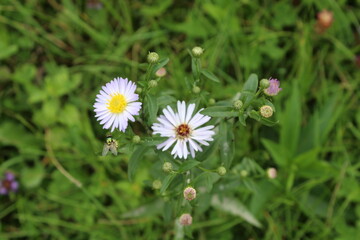 Obraz premium Leucanthemum vulgare, Ox-eye Daisy, Dog Daisy, Marguerite or perennial wildflower