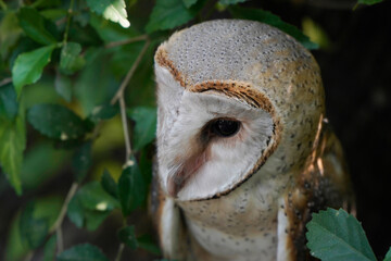 Barn owl  close up shoot among the leaves (Tyto alba)