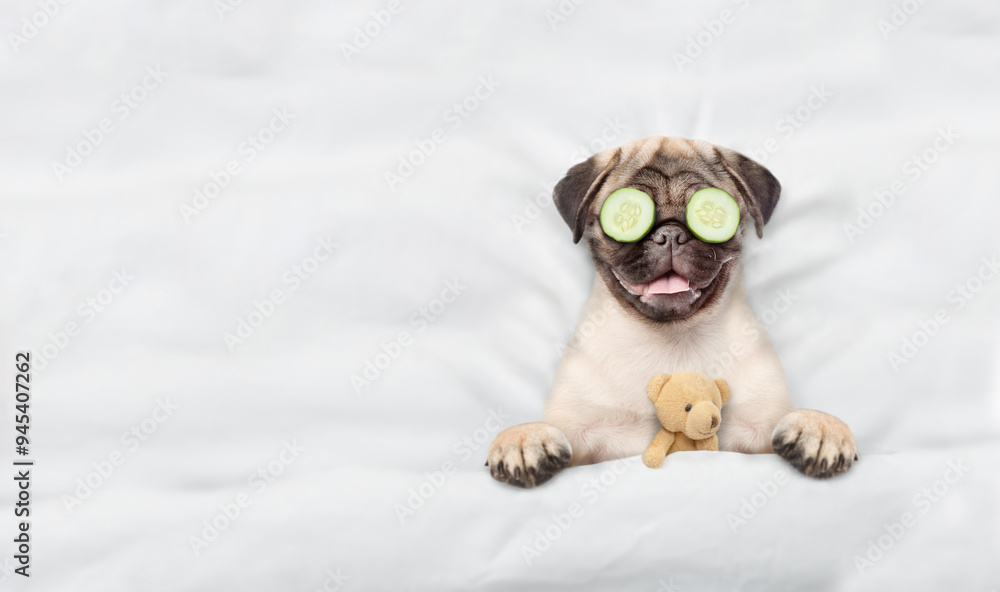 Fototapete funny pug puppy with pieces of cucumber on it eyes and cream on it face relaxing on the bed at home.