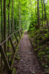 Obraz premium Forest trail near Letohrad, Czech Republic