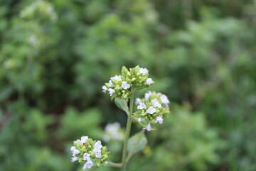 Pot Marjoram, Origanum Onites or Cretan oregano