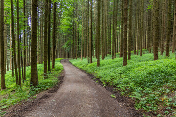Forest trail near Letohrad, Czech Republic