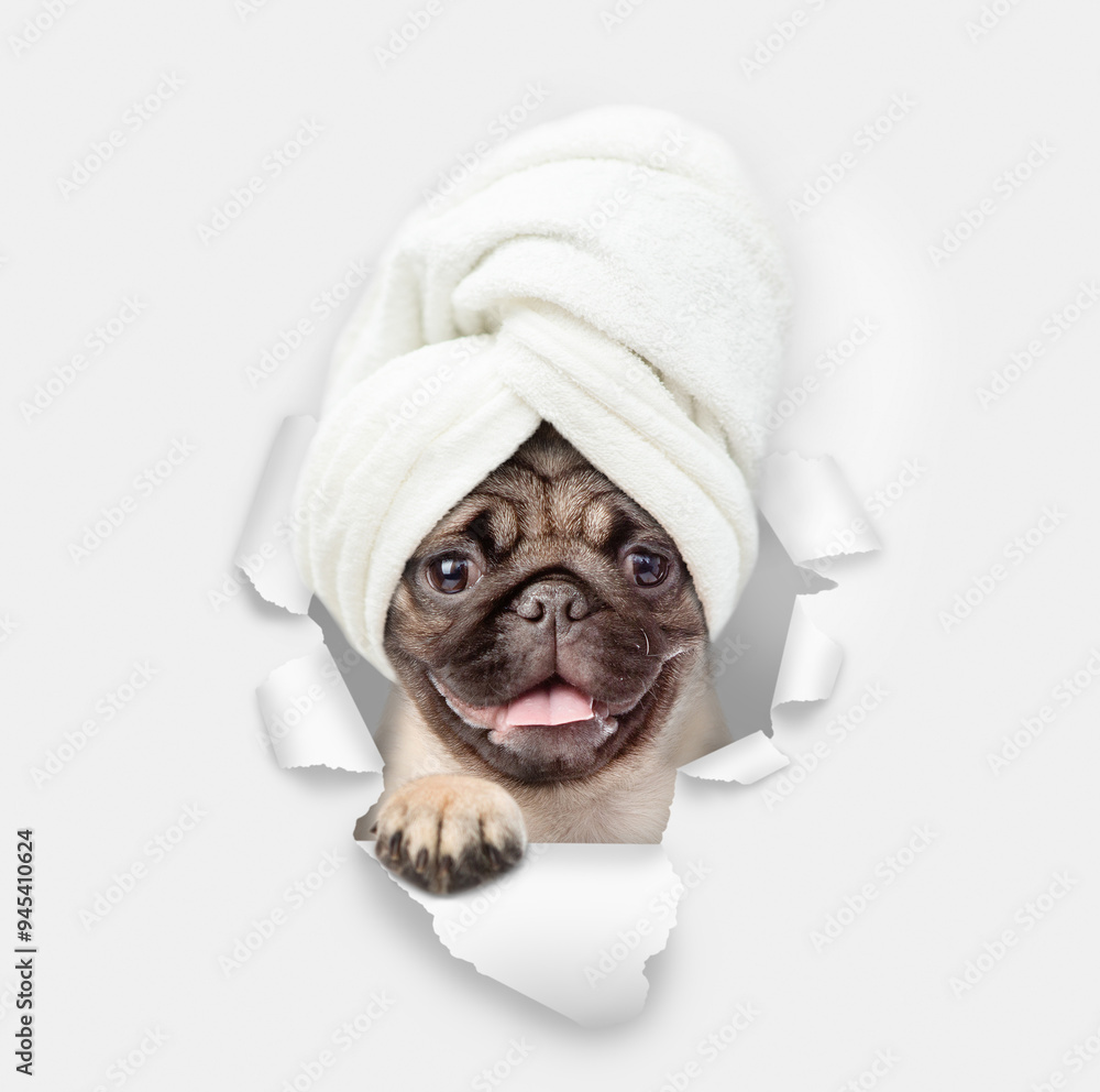Poster smiling pug puppy wearing towel on it head looking through a hole in white paper