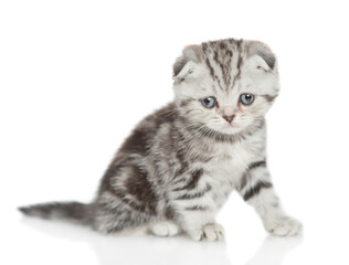 Sad tabby kitten sitting and looking at camera. isolated on white background