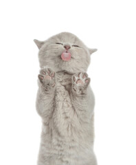 Cute grey kitten sticking out tongue licking invisible glass pane making funny face. Isolated on...