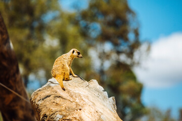 meerkat on rock