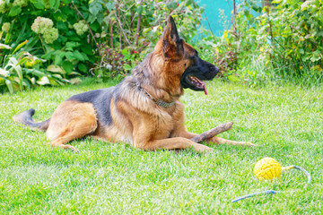 German shepherd on a green grass