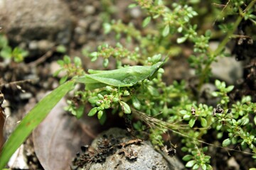 The green steamed grasshopper (Atractomorpha crenulata) is a species of grasshopper in the genus Atractomorpha found in Asia.