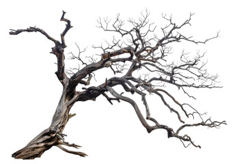 leafless old spooky tree isolated on white or transparent png
