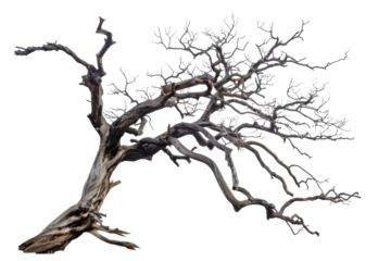 leafless old spooky tree isolated on white or transparent png