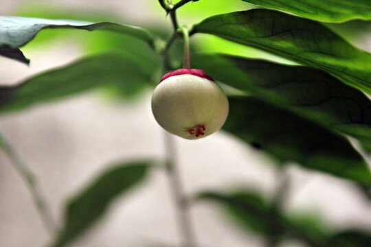 katuk plant which is rich in health benefits