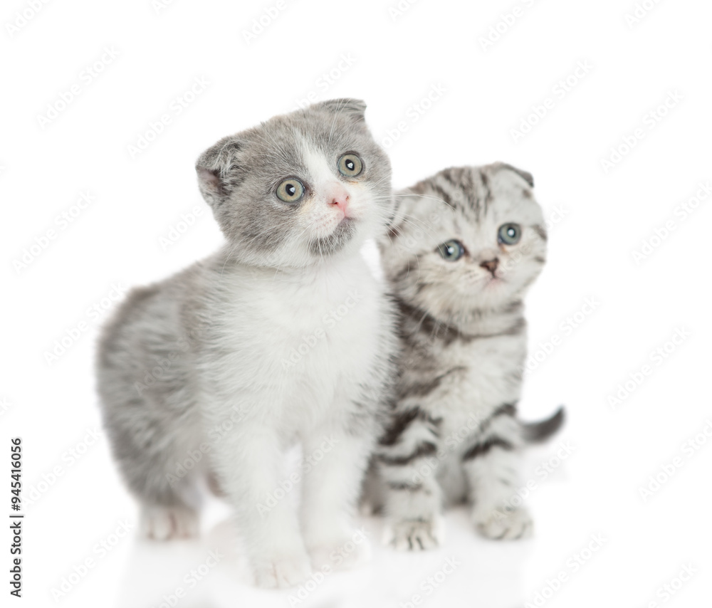 Aufkleber Two curious kitten standing and looking away and up on empty space. isolated on white background