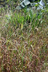 weeds behind the house and for additional animal feed