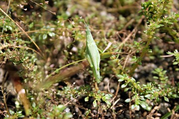 The green steamed grasshopper (Atractomorpha crenulata) is a species of grasshopper in the genus Atractomorpha found in Asia.
