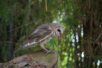Barn Owl eating while standing on log at dawn (Tyto alba)