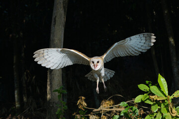 Barn owl flying in the wild (Tyto alba)