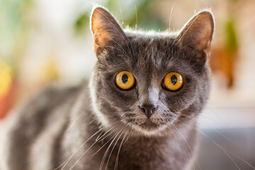 Portrait of a gray fluffy cat