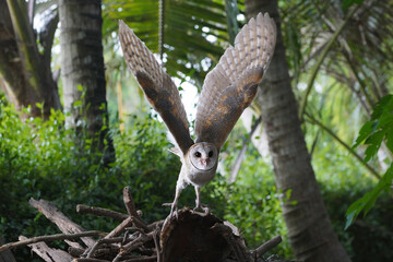 Barn owl flying in the wild at dawn (Tyto alba)