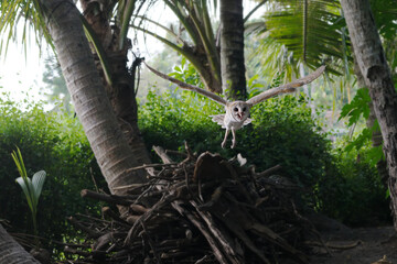 Barn owl flying in the wild at dawn (Tyto alba)