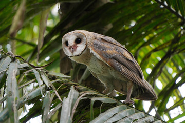 Barn Owl perched on coconut tree branch in the morning (Tyto alba)