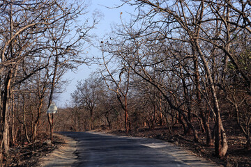 Jungle road passes through the middle of subtropical dry broadleaf gir forest. gir forest road highway is surrounded by tall trees with yellow leaves in scorching summer heat amid the clear blue sky.