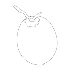 Coconut fruit icon editable, single. Vector illustration of coconut isolated on white background. For kids coloring book.