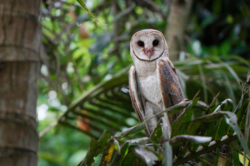 Barn Owl perched on coconut tree branch in the morning (Tyto alba)