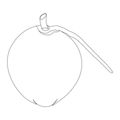 Coconut fruit icon editable, single. Vector illustration of coconut isolated on white background. For kids coloring book.