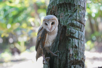 Barn Owl perched on coconut tree trunk during the day (Tyto alba)