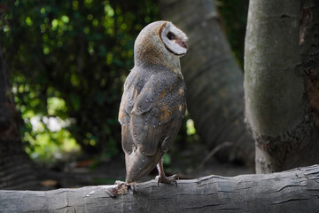 Barn Owl perched on dry wood in the morning (Tyto alba)