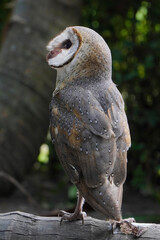 Barn Owl perched on dry wood in the morning (Tyto alba)