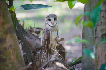 Barn Owl (Tyto alba) perched on fallen log in the forest
