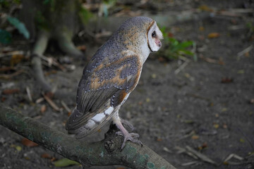 Barn Owl (Tyto alba) perched on the brach in the morning