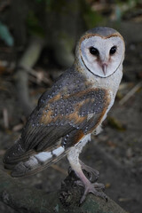 Barn Owl (Tyto alba) perched on the brach in the morning