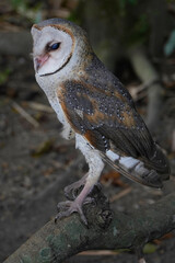 Barn Owl (Tyto alba) perched on the brach in the morning