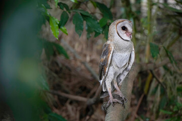 Barn Owl (Tyto alba) perched on the brach in the morning