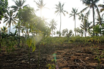 backyard in the afternoon and no rain