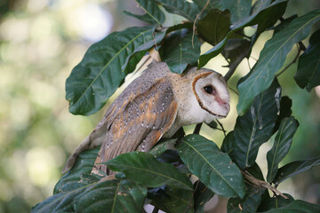 Barn Owl (Tyto alba) perched on tree between the leaves
