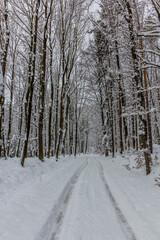 Winter snow covered path in Cesky raj area, Czech Republic