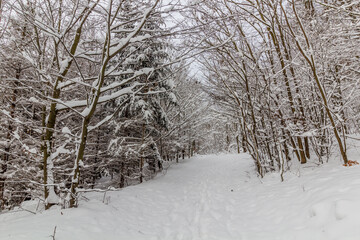 Winter snow covered path in Cesky raj area, Czech Republic