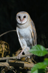 Barn Owl (Tyto alba) perched on tree brach in the forest during the day