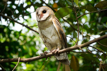 Barn Owl (Tyto alba)perched on tree branch during the day