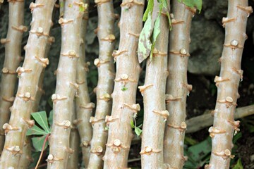 cassava tree trunks that have been placed and will be planted again